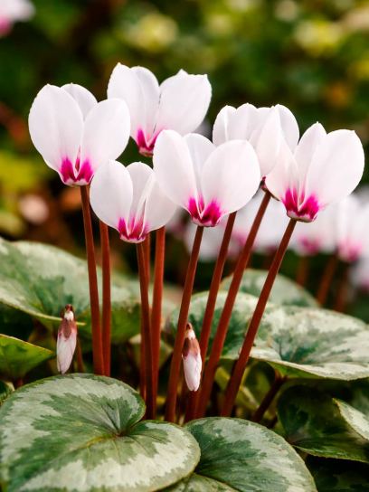Cyclamen coum "Album"