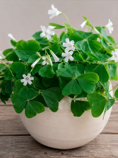 Oxalis triangularis ssp. papilionacea