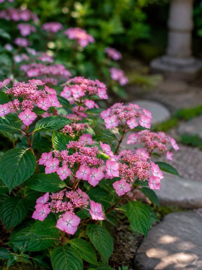 Hydrangea serrata "Koreana"