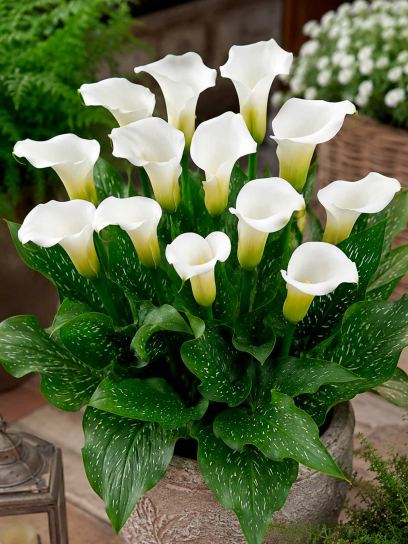 Zantedeschia "White Art"