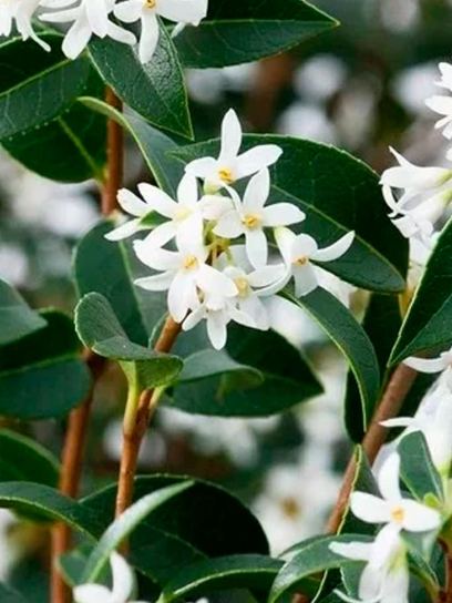 Duftblüte "Burkwoodii" Container (C2)