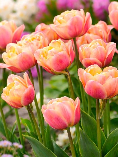 Tulipa "La Belle Epoque"