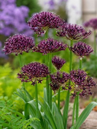 Allium atropurpureum