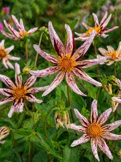 Dahlia "Destiny's Teachers"