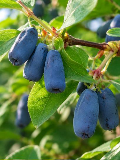 Honeyberry