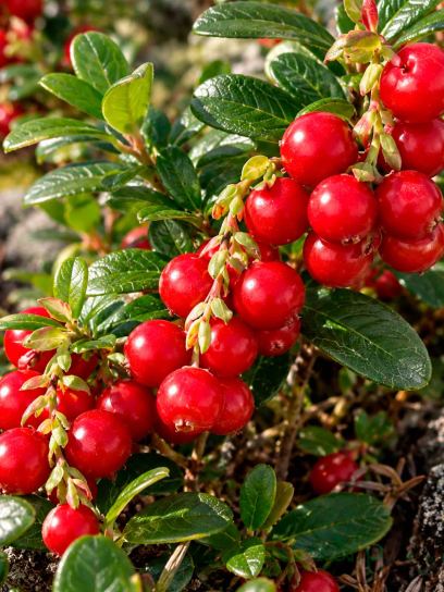 Lingonberry ‘Miss Cherry’