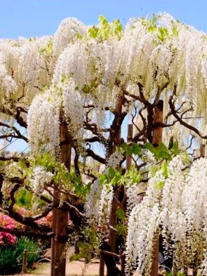 Chinese Wisteria "Alba" container (C3)