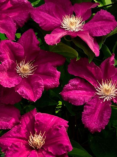 Clematis "Ernest Markham" container (P14)