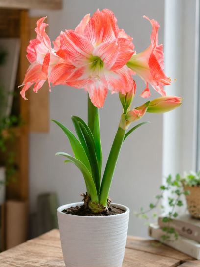 Hippeastrum "Grandise Fantasy"