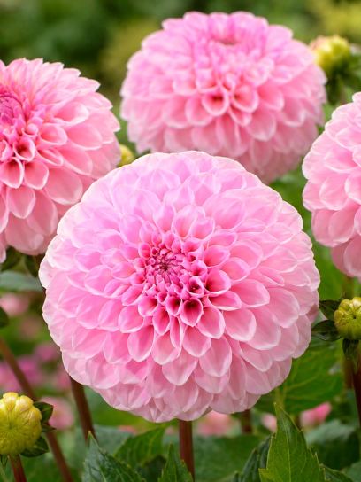 Dahlia "Wizard of Oz"