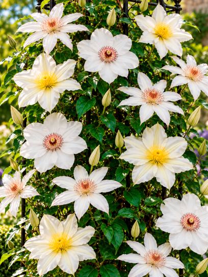 Clematis White Blossom Collection – 3 Plants