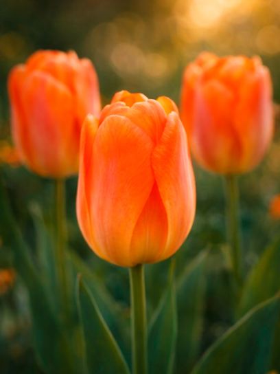 Tulipa "Daydream"
