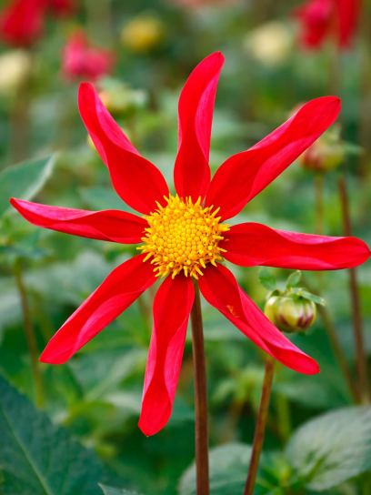 Dahlia "Honka Rood"