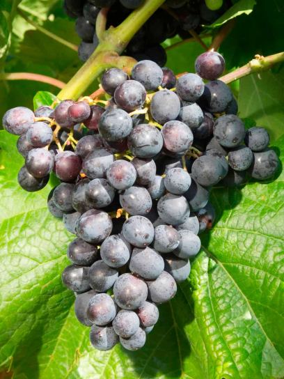 Uva „Blauer Muskateller“ contenitore (C3)