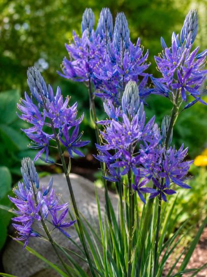 Camassia quamash
