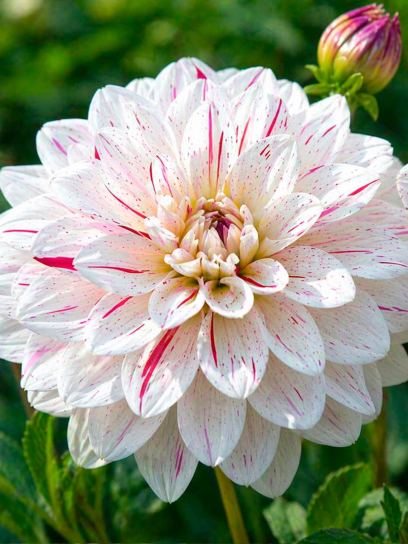 Dahlia "Bright Diamond"