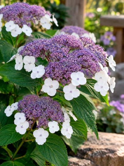 Hortensia ‘Macrophylla’ (Ruwe bladige)