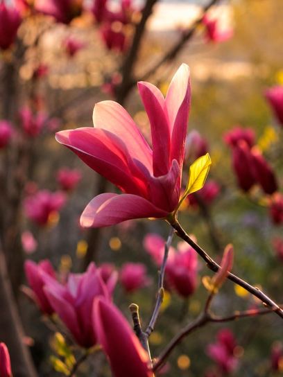 Magnolia "Galaxy"