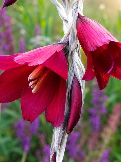 Dierama reynoldsii