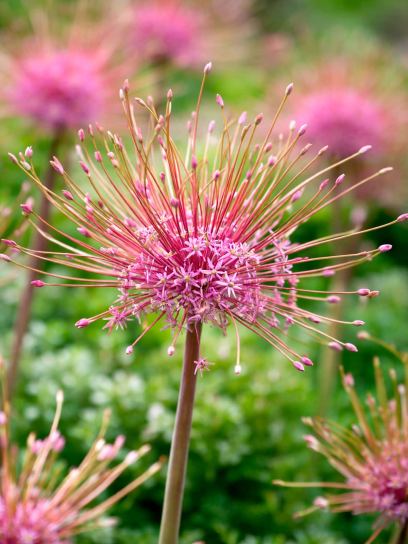 Allium schubertii