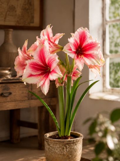 Hippeastrum "Pink Beauty"