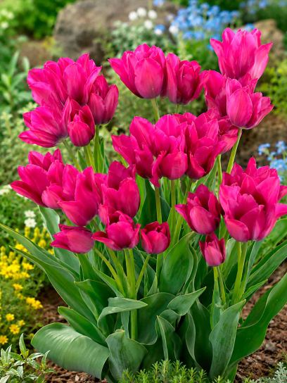 Tulipa "Night Club"