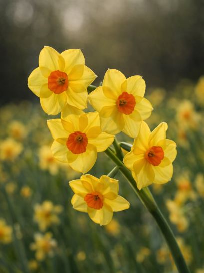 Narcis "Martinette"