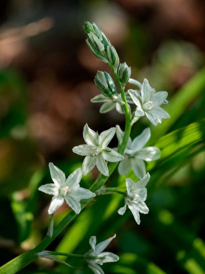 Ornithogalum nutans