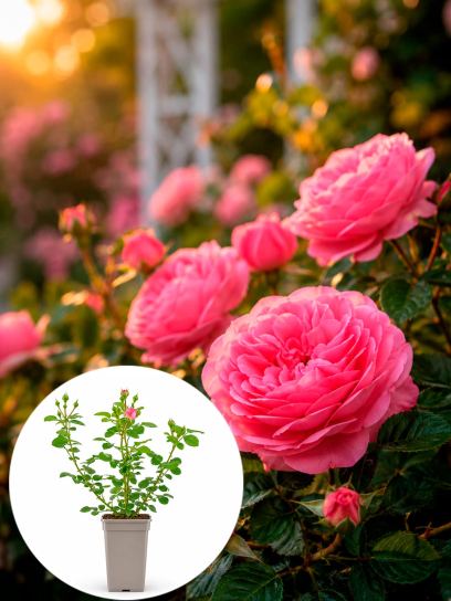 Rose "Leonardo da Vinci" conteneur (P17)