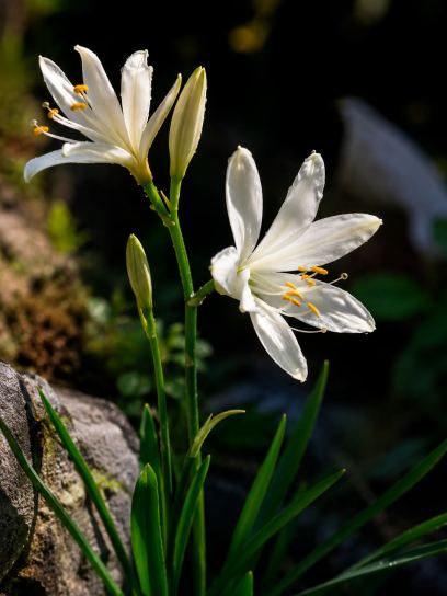 Paradisia lusitanica