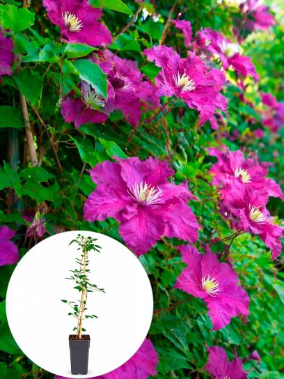 Clematis "Polish Spirit" container (P15)
