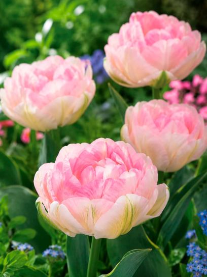 Tulipa "Angélique"