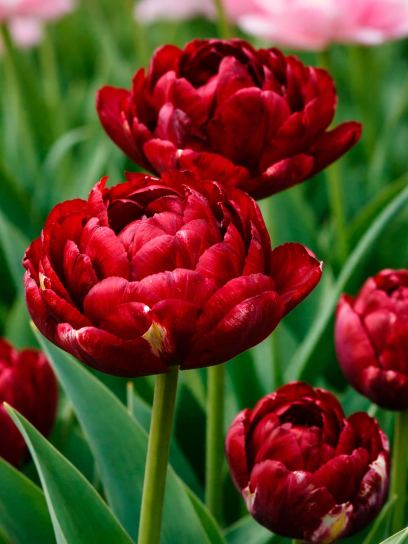 Tulipa "Uncle Tom"