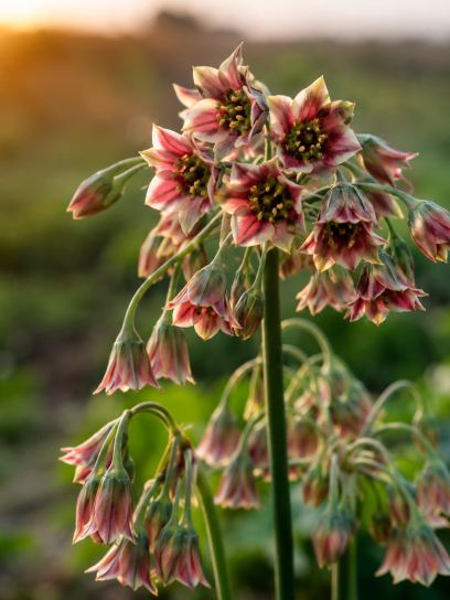 Nectaroscordum siculum