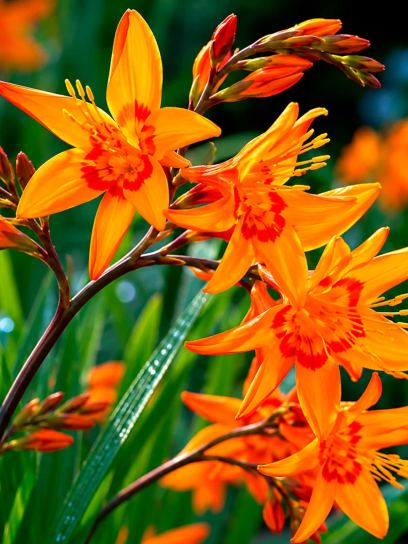 Crocosmia "Nimbus"