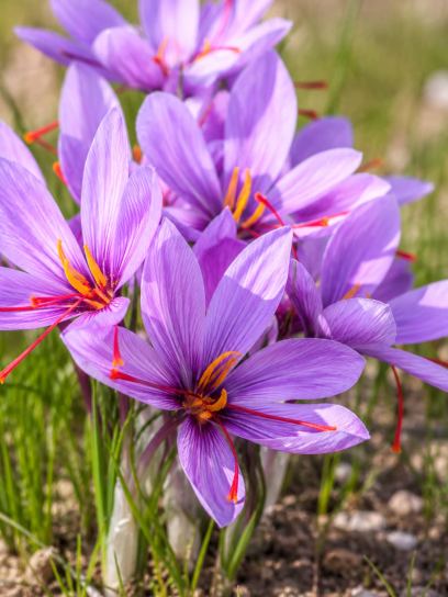 Saffron Crocus