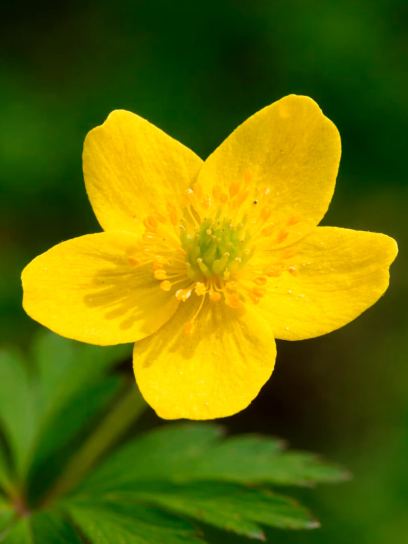 Anemone ranunculoides