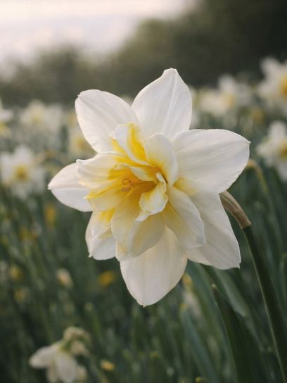 Narcissus "Lemon Beauty"