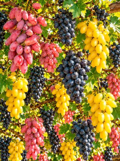 Grape Collection – Banana, Datteltraube & Nero – 3 Plants