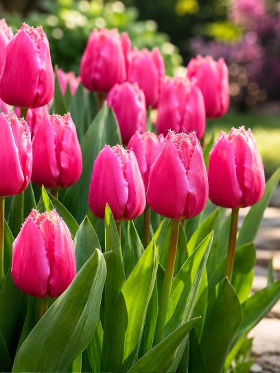 Tulipa "Louvre"