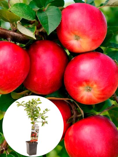 Jabłko "Summerred" pojemnik (P18)