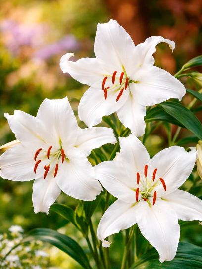 Lilium "Casa Blanca"