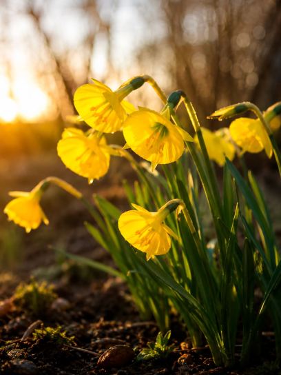 Narcissus bulbocodium "Oxford Gold"