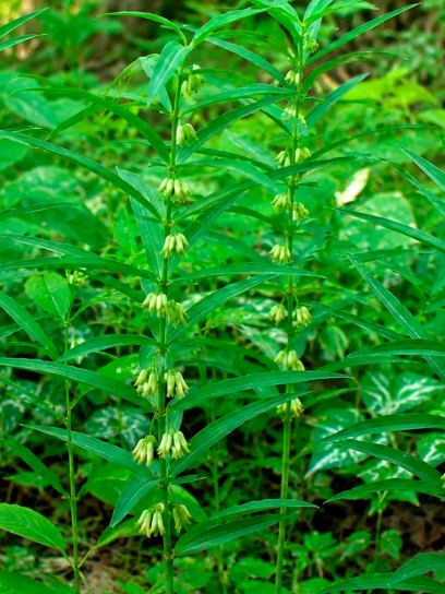 Polygonatum verticillatum