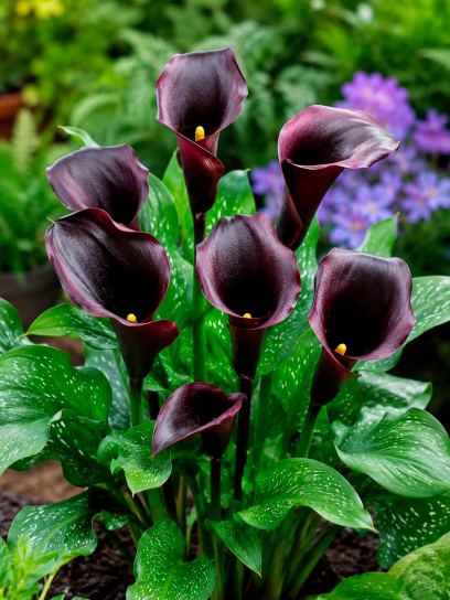 Zantedeschia "Caruso"