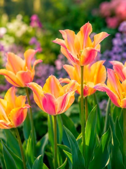 Tulipa "Marianne"