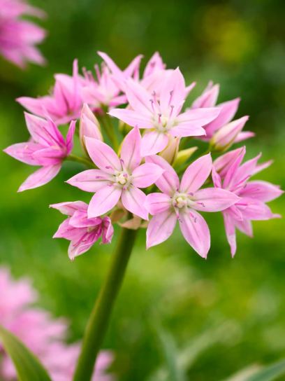 Allium unifolium