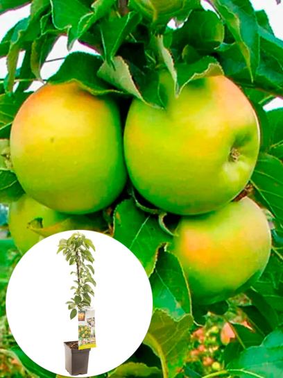 Apple "Bolero" container (P18)