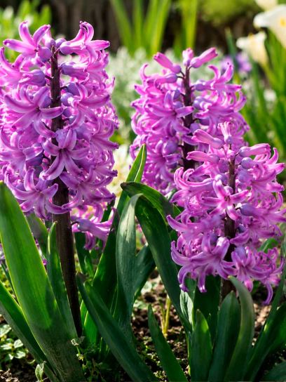 Hyacinthus "Paul Herman"