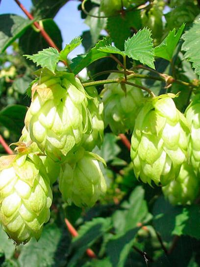 Hop "Lupulus" container (C2)